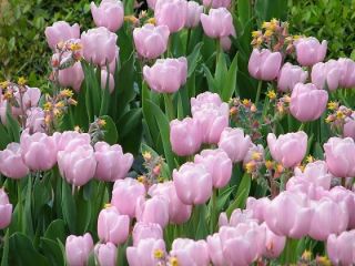 Tulipa Pink Diamond - Tulip Pink Diamond - 5 květinové cibule