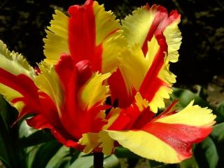 Tulipa Flaming Parrot - Tulip Flaming Parrot - 5 ดวง
