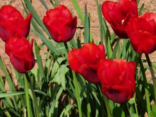Tulpės Bastogne - pakuotėje yra 5 vnt - Tulipa Bastogne