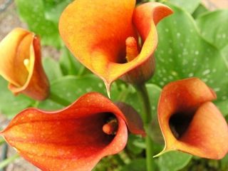 Zantedeschia, Calla Lily Orange - cibuľa / hľuza / koreň
