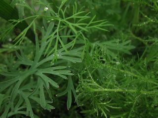 Eneldo – Emerald - 2800 semillas - Anethum graveolens L.