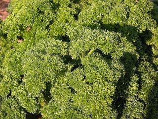 Aedpetersell - Moss Curled 2 - 1200 seemned - Petroselinum crispum