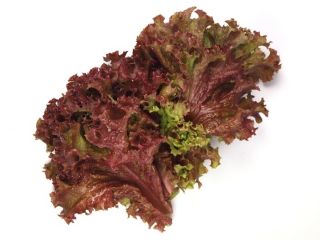Salat - Lollo Rossa - 950 frø - Lactuca Sativa L. var. capitata