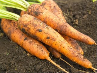Carrot "Nantes 3" - medium-early variety - 4250 seeds