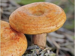Furumatriske - Mycelium - Lactarius deliciosus