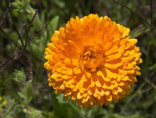 냄비 marigold "산타나"; ruddles, 일반적인 marigold, Scotch marigold - Calendula officinalis - 씨앗