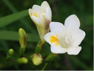 Freesia Single White - 10 květinové cibule