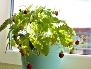 Μίνι Κήπος - Άγρια φράουλα - για καλλιέργεια σε μπαλκόνια και βεράντες -  Fragaria vesca - σπόροι