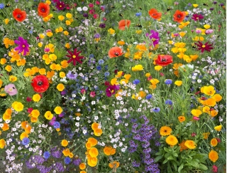 Bee's Universe - een selectie van bloeiende planten - 10 kg - 