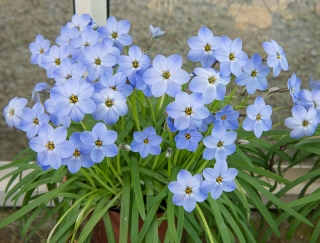 Ipheion Rolf Fiedler - pavasara zvaigžņu zieds Rolf Fiedler - XXXL iepakojums - 500 gab.