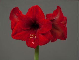 Hippeastrum Červený lev - květinové cibulky / hlíza / kořen