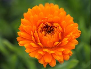 Dwarf pot marigold "Promyk" - Calendula officinalis - biji