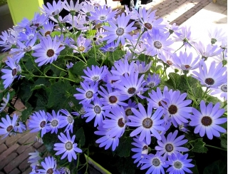 True Blue Daisy, Kingfisher Daisy sēklas - Felicia heterophylla - 140 sēklas