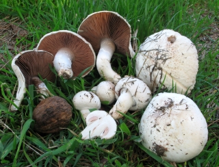Fältsvamp - mycelium, lekar på spannmål för odling i trädgården, på ängar och i åkern - 1 kg - 