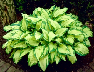 Hosta, Plantain Lily Albopicta - βολβός / κόνδυλος / ρίζα