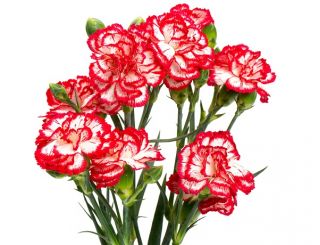 เมล็ดราสเบอร์รี่ Ripple Carnation - ผีเสื้อ caryophyllus - 110 เมล็ด - Dianthus caryophyllus