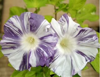 Ipomoea purpurea - 35 sēklas – Arlequin