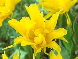 Tulipa žltý pavúk - tulipán žltý pavúk - 5 cibuľky - Tulipa Yellow Spider