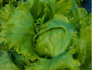 Zelena salata "Robinson" - Lactuca sativa var. capitata - sjemenke