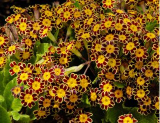 Fladkravet kodriver - Gold Lace - 36 frø - Primula elatior