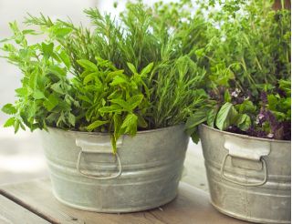 Herb Garden for Many Years - Herb mix