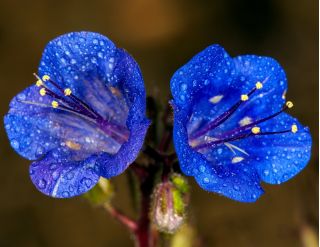Çöl bluebell - 850 tohum - Phacelia campanularia  - tohumlar