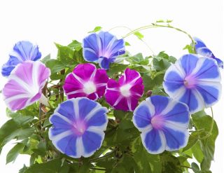 Morning Glory 'Two-Tone mix' seeds - Ipomoea tricolor - 56 seeds