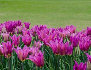 Tulipa Maytime  - Tulip Maytime  - 5 bulbs