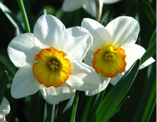 Narcissusova rekordna cvetlica - Narcisni zapis cvetja - 5 žarnic