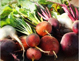 Beetroot - multicolour variety mix - COATED SEEDS - 100 seeds