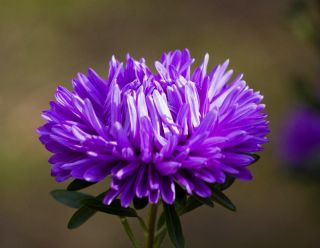 Dwarf "Turquoise" aster - blue - 360 seeds