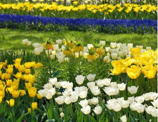 Gelbe Kaiserkrone und die weißen und gelben Tulpen - 12 Stück