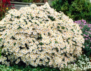 Aster 'Apollo' - Large Pack! - 10 pcs.