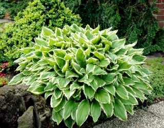 Albomarginata hosta, plantain lily