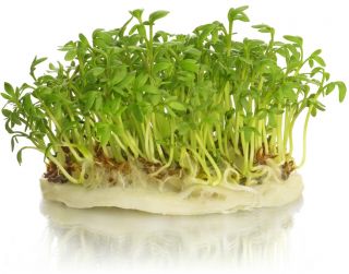 Cress Sprouts - 2250 seeds