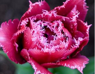 Tulpes Mascotte - 5 gab. Iepakojums - Tulipa Mascotte