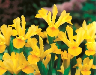Kurjenmiekat (Iris × hollandica) - Golden Harvest - paketti 10 kpl