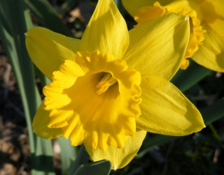Narcise, narciss 'Dutch Master' - liels iepakojums - 50 gab.