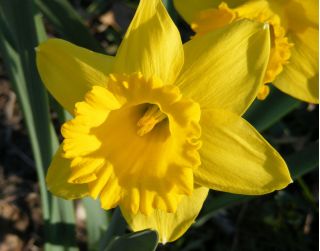 Narcisse - Dutch Master - paquet de 5 pièces - Narcissus