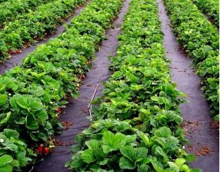 黑色防杂草羊毛（农用纺织品）-覆盖草莓和野草莓-1.60 x 5.00 m - 