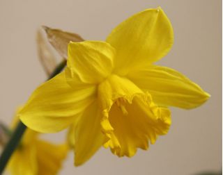נרקיסיוס הזהב קציר - נרקיס הזהב קציר - 5 בצל - Narcissus