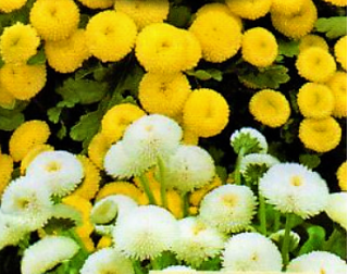 Feverfew - tohum karışımı; lisans düğmeleri - Chrysanthemum parthenium - tohumlar