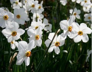 Narcissus Actaea - Daffodil Actaea - 5 bebawang