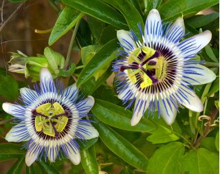 Semințe de flori albastru Passion - Passiflora caerulea - 22 semințe