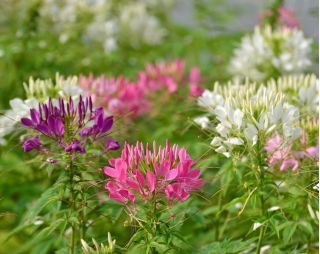 Cleome mixed seeds - Cleome spinosa - 225 seeds