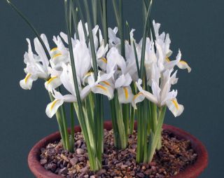 Iris White - 10 луковици - Iris reticulata