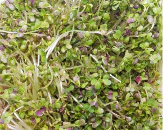 BIO נבט זרעים - חרדל - זרעים אורגניים מאושרים - Brassica juncea