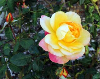 Крупноцветковая роза - лимонно-желто-розовая - горшечная рассада - 