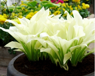 Hosta White Feather - Planta Lily Pene albă - bulb / tuber / rădăcină