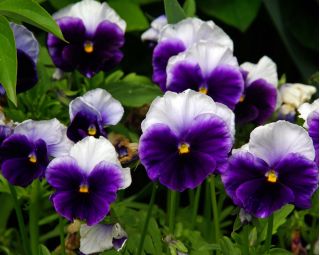 Viola wittrockiana - Lord Beaconsfield - viola e bianco - 250 semi - Viola x wittrockiana